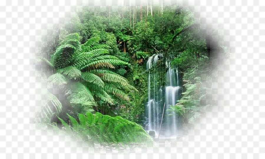Floresta Tropical，Floresta Amazônica PNG