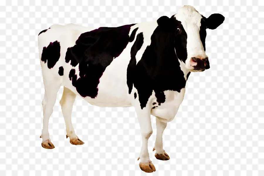 Holstein Frísia Gado，Papel De Parede Da área De Trabalho PNG