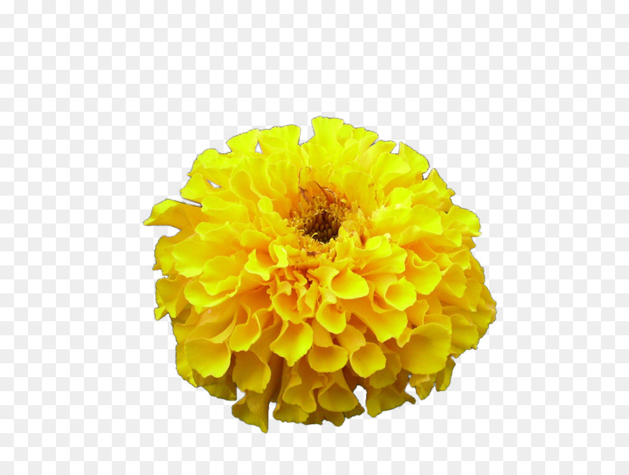 Flor，Amarelo PNG