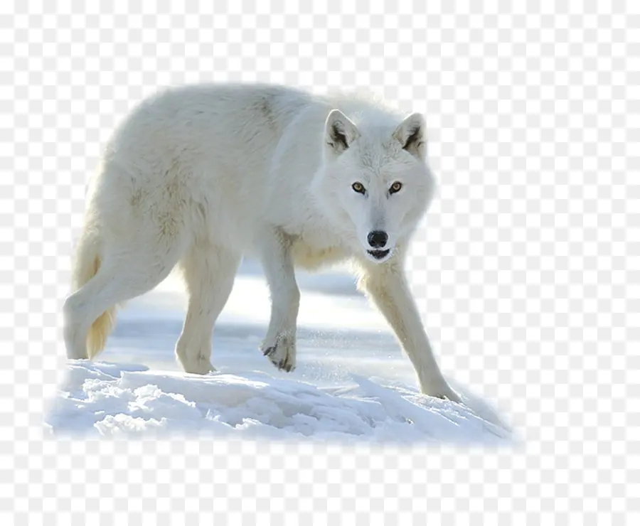 Tundra Lobo，A Groenlândia Cão PNG