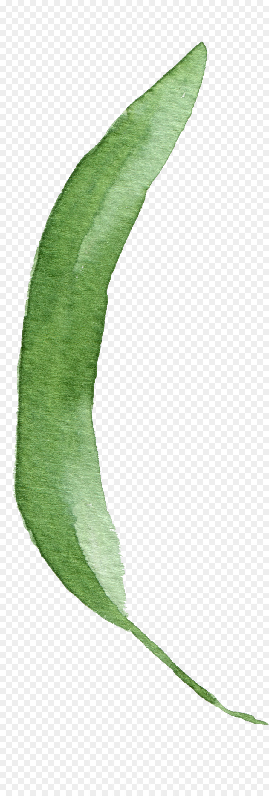 Folha Verde，Plantar PNG