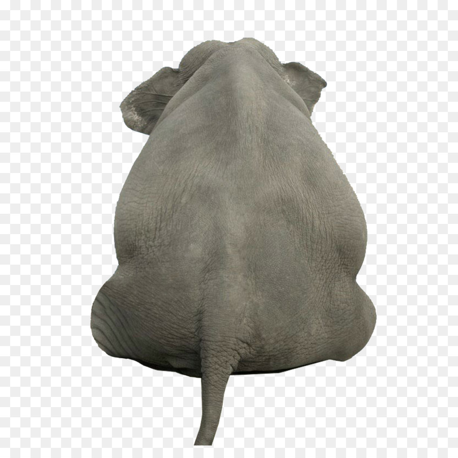 Elefante，Voltar PNG