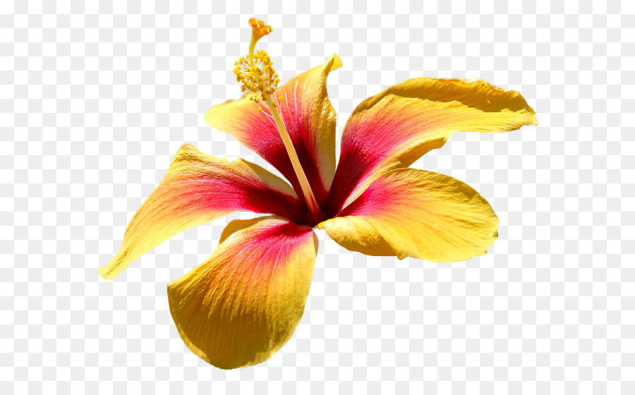 Flor，Hibisco PNG