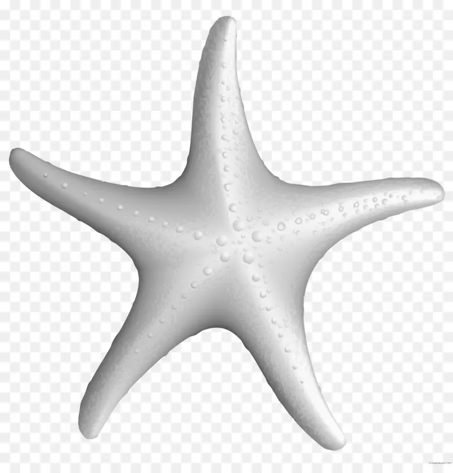 Estrela Do Mar，Desenho PNG