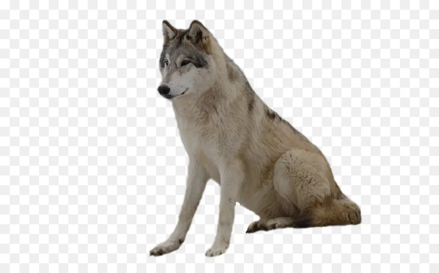 O Cão Selvagem Africano，Checoslováquia Wolfdog PNG