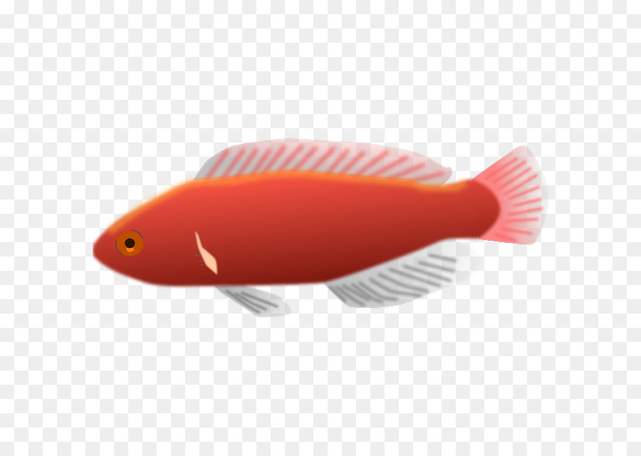 Peixe Vermelho，Aquático PNG