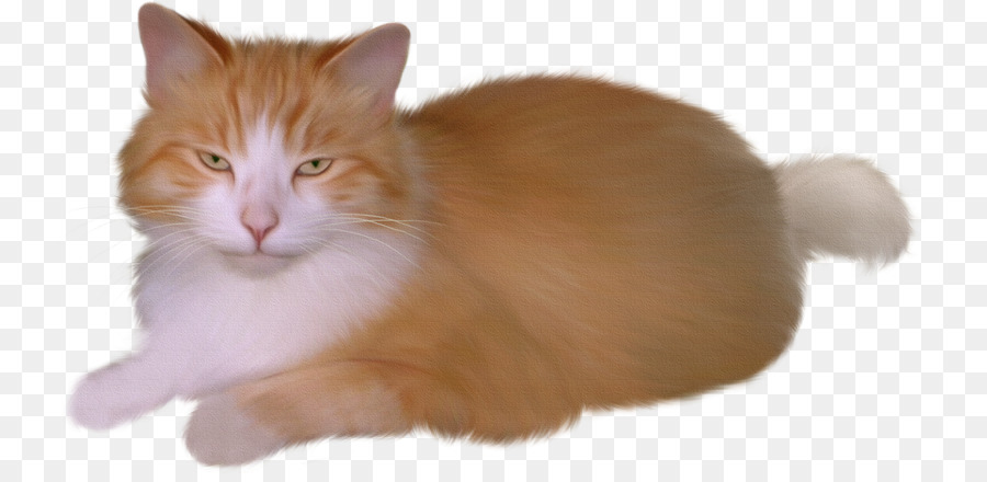 Gato，Gatinho PNG