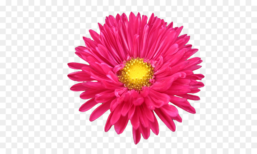 Flor，Florescer PNG