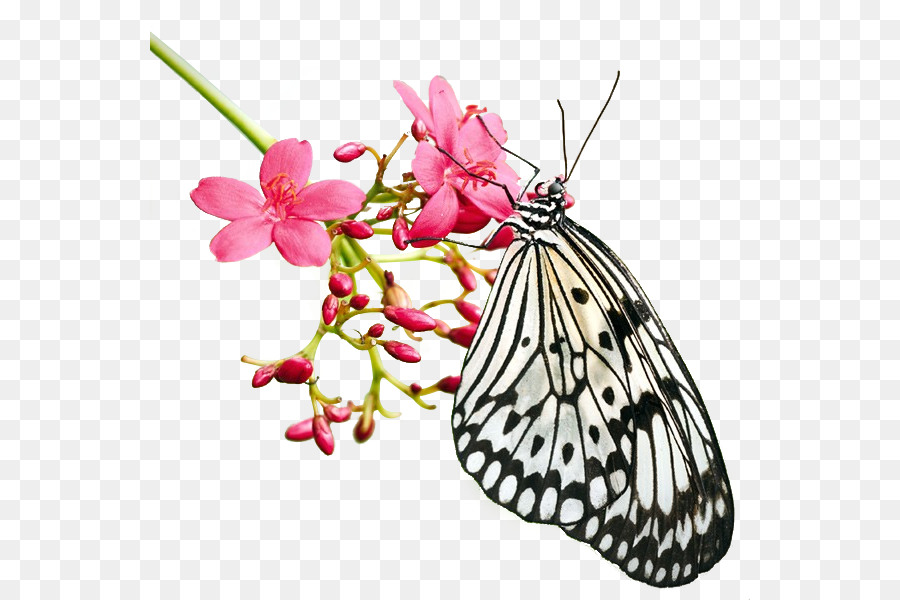 Borboleta Em Flor，Rosa PNG