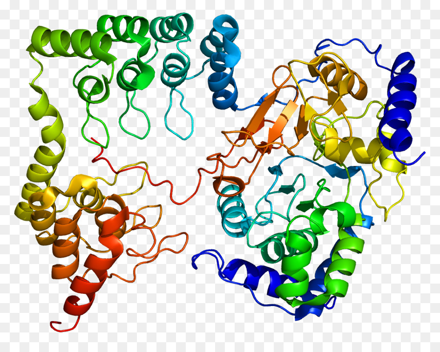 Myosinlightchain Fosfatase，Ppp1r12a PNG
