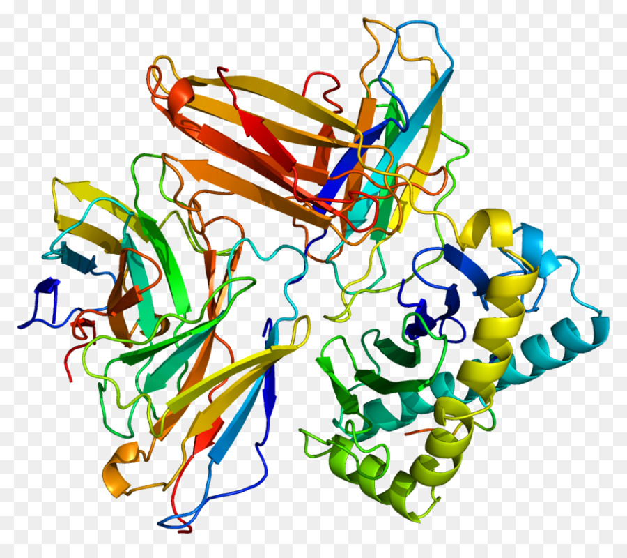 Cd8a，Proteína PNG