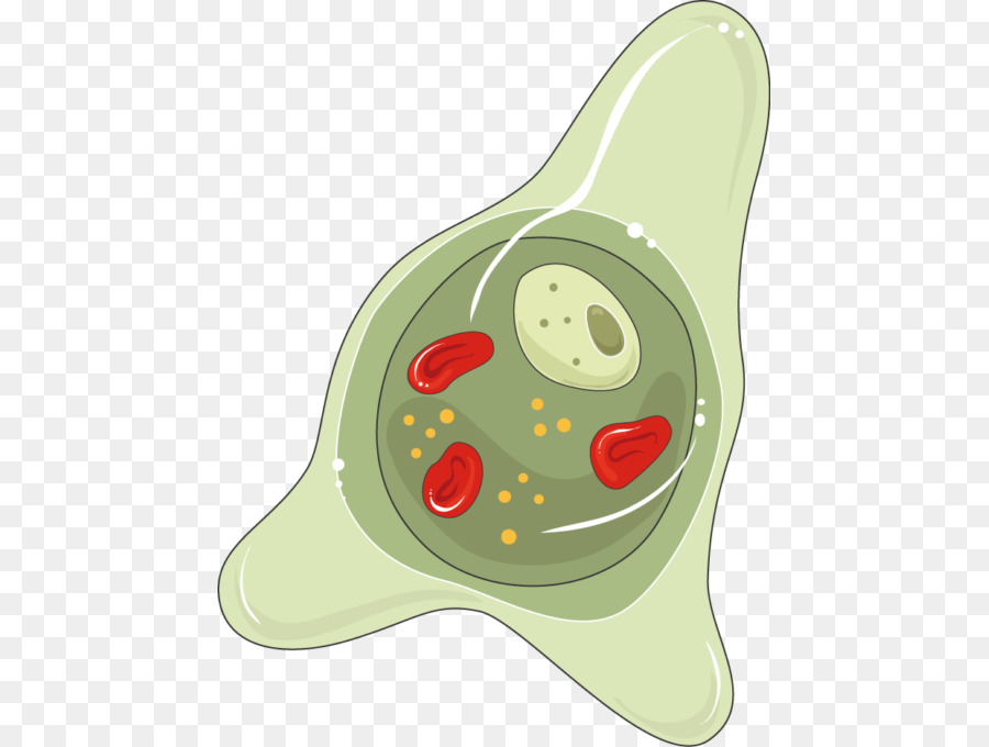 A Entamoeba Histolytica Parasitologia Cisto png transparente grátis