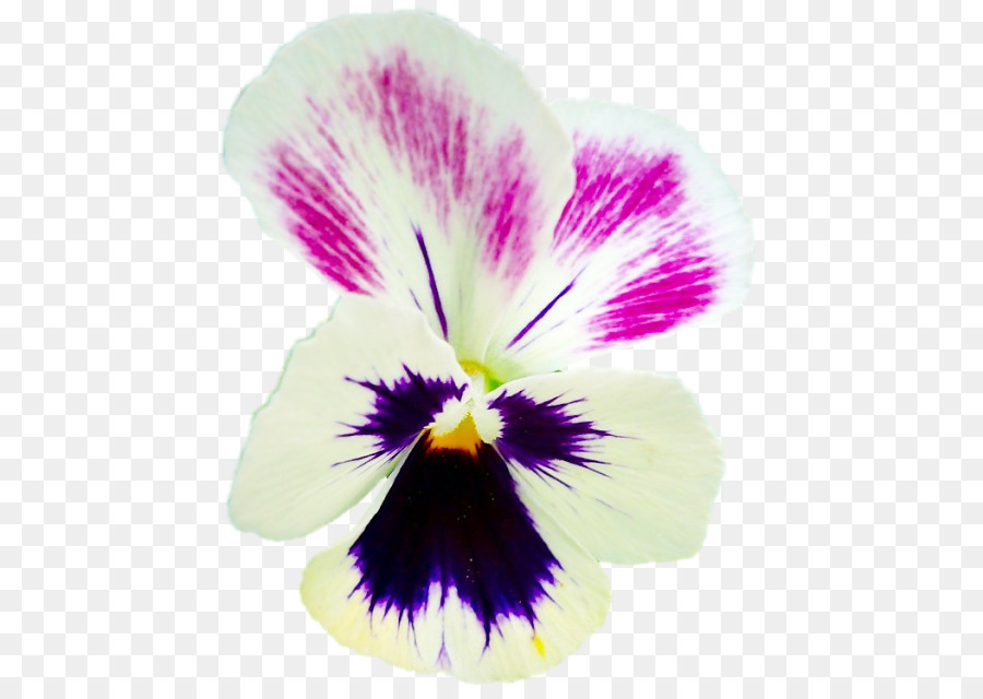 Pansy，Design Gráfico PNG
