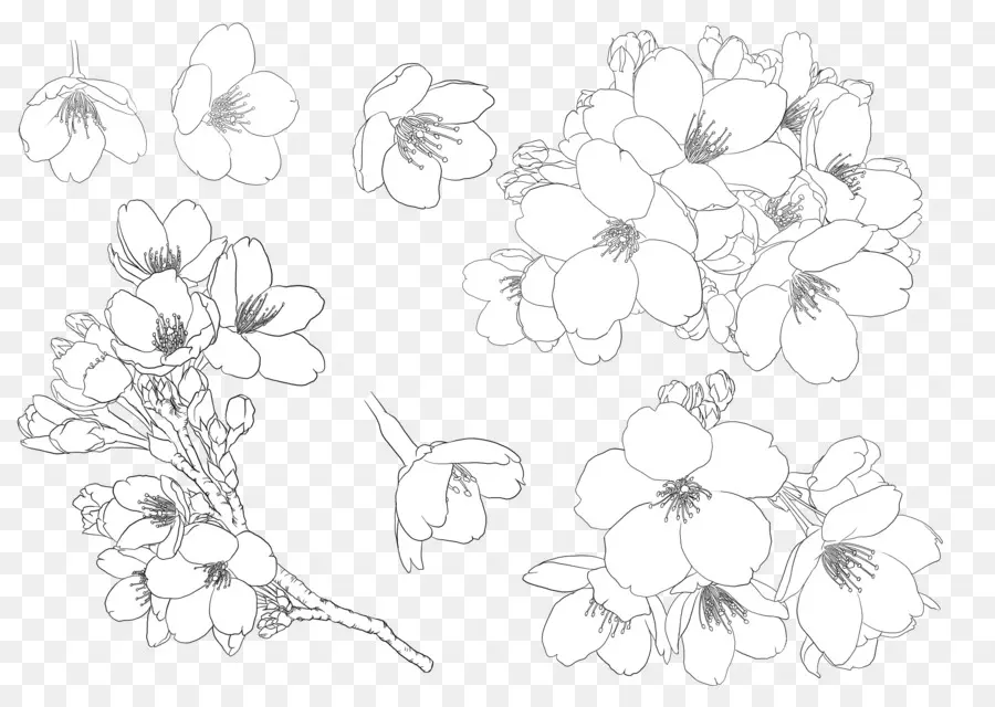 Esboços De Flores，Desenho PNG