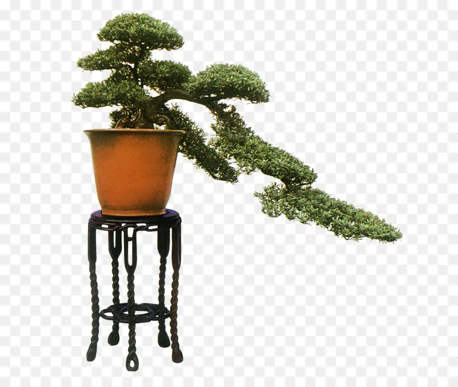 Árvore Bonsai，Pote PNG