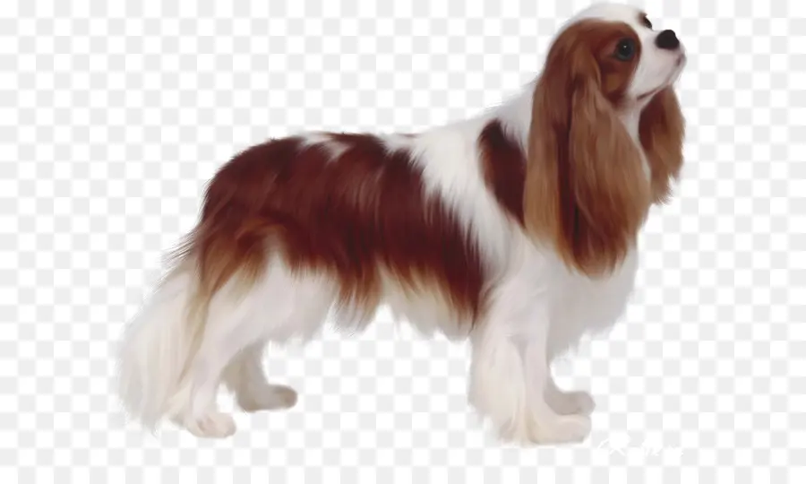 Cavalier King Charles Spaniel，King Charles Spaniel PNG