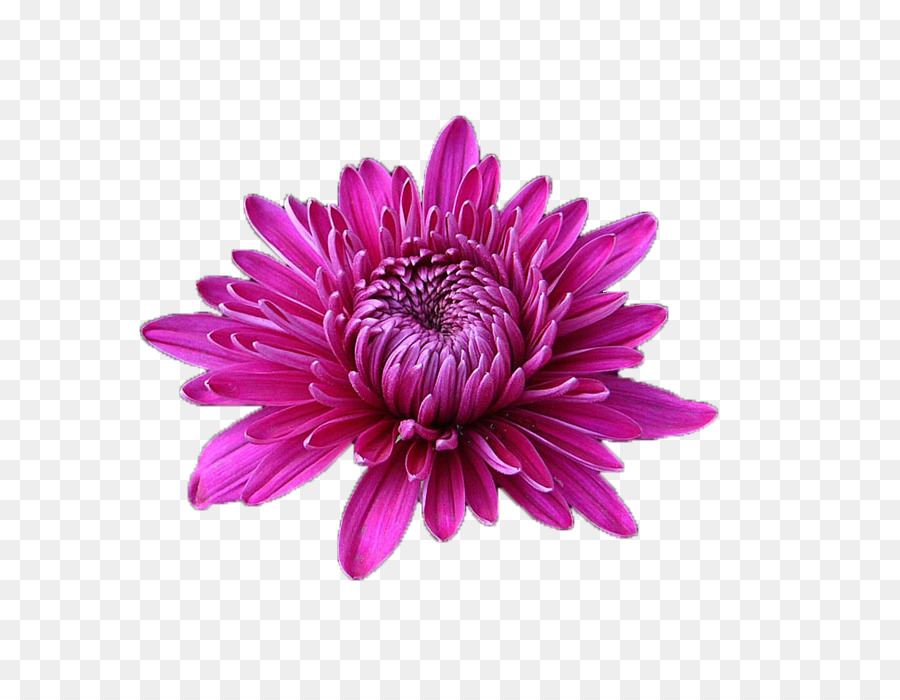 Flor Rosa，Florescer PNG