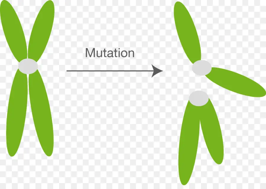 Mutação，Cromossomo Anormalidade PNG