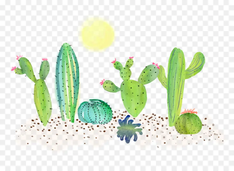 Vegetal，Cactus PNG