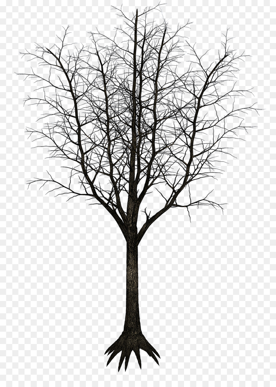árvore，Divórcio PNG