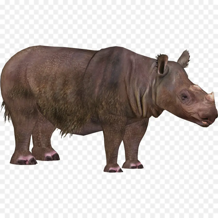 Rinoceronte，O Parque Nacional De Kaziranga PNG