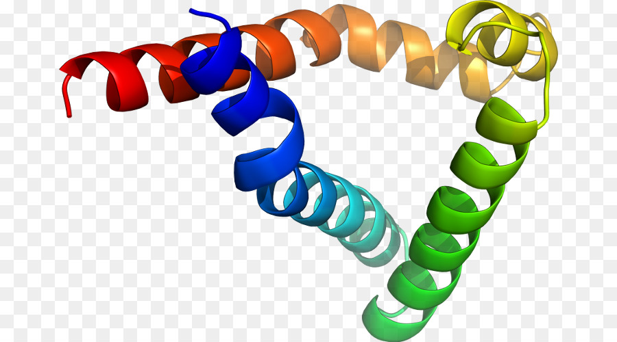 Hélice De Proteína，Molécula PNG