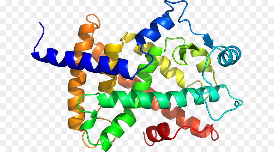 Estrutura Proteica，Biologia PNG