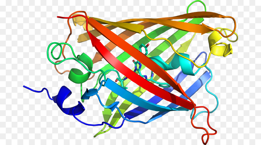 Estrutura Proteica，Biologia PNG