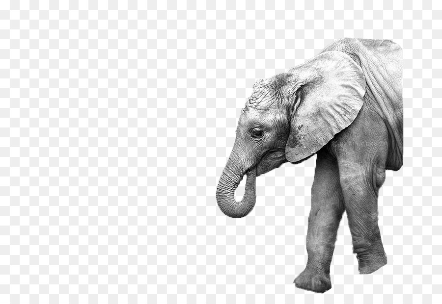 Elefante，Presas PNG