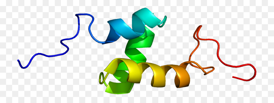 Gene，Proteína PNG