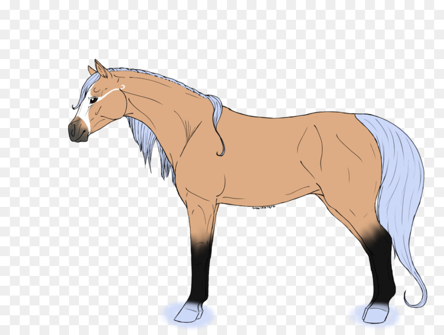 Cavalos，Cavalo PNG