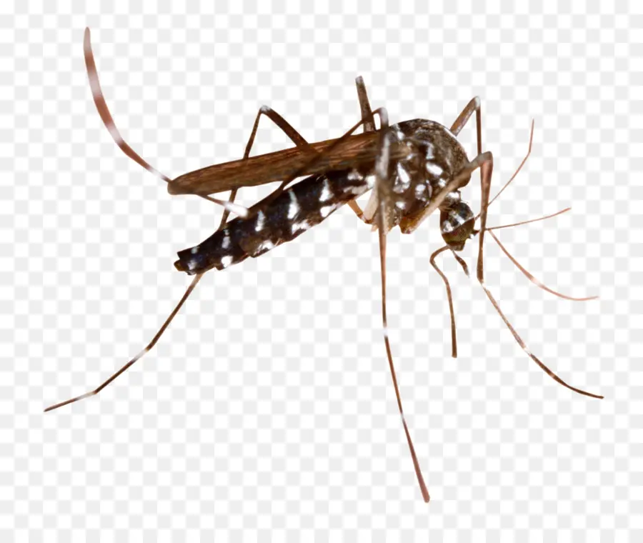Inseto，Mosquitoborne Doença PNG