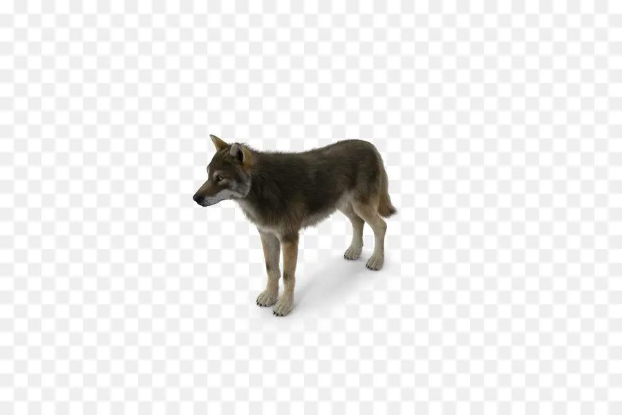 Saarloos Wolfdog，Kunming Wolfdog PNG