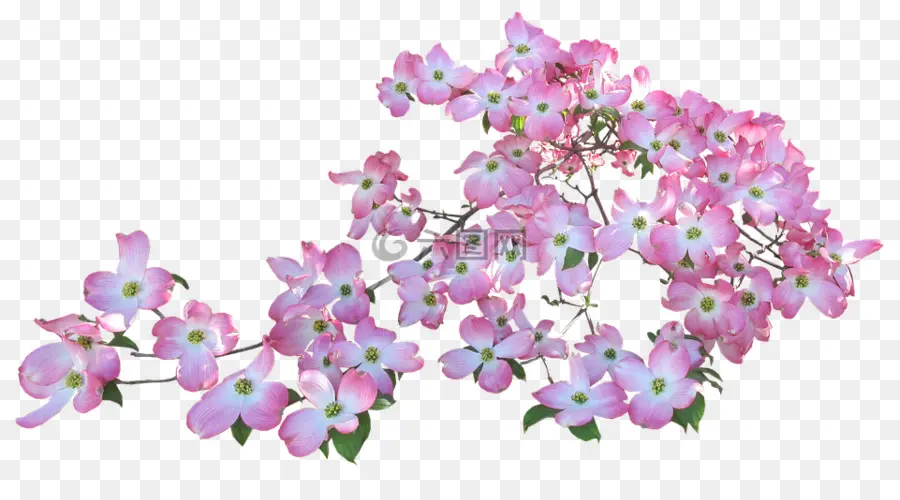 Flores Cor De Rosa，Florescer PNG