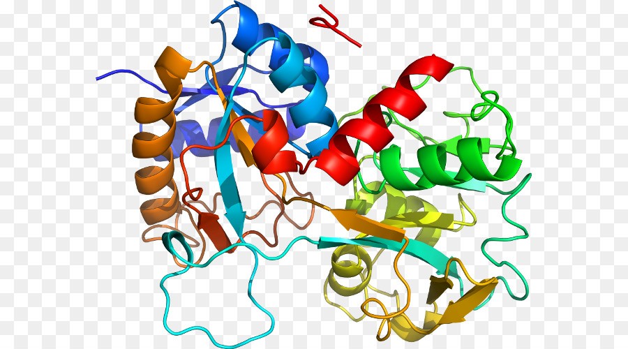 Estrutura Proteica，Biologia PNG