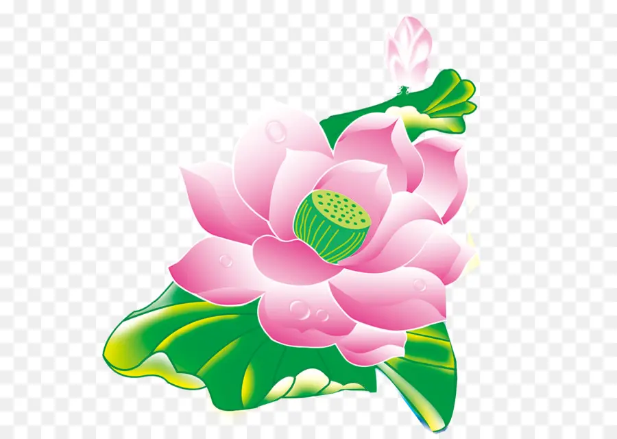 Lótus Rosa，Folhas Verdes PNG