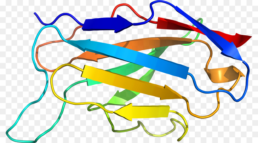 Estrutura Proteica，Biologia PNG