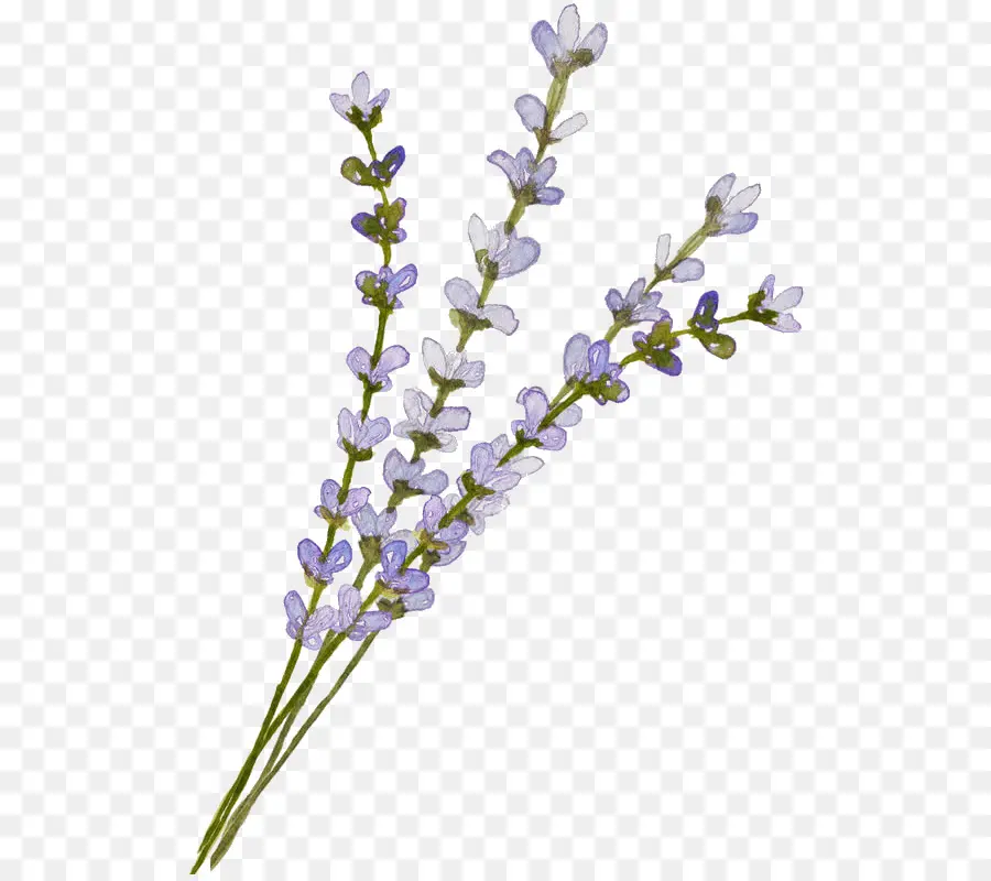 Inglês Lavanda，Computação Gráfica 3d PNG