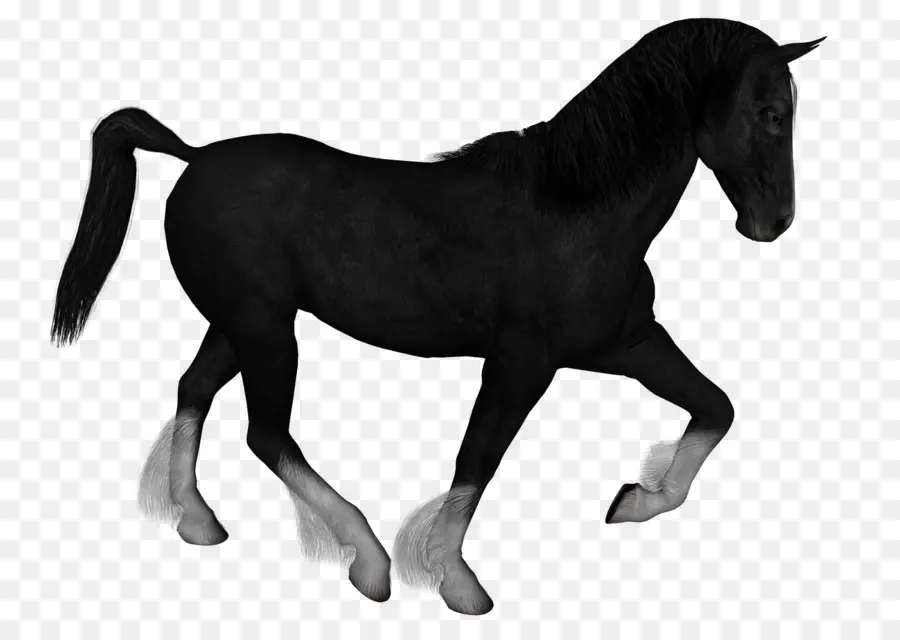 Cavalo，Equino PNG