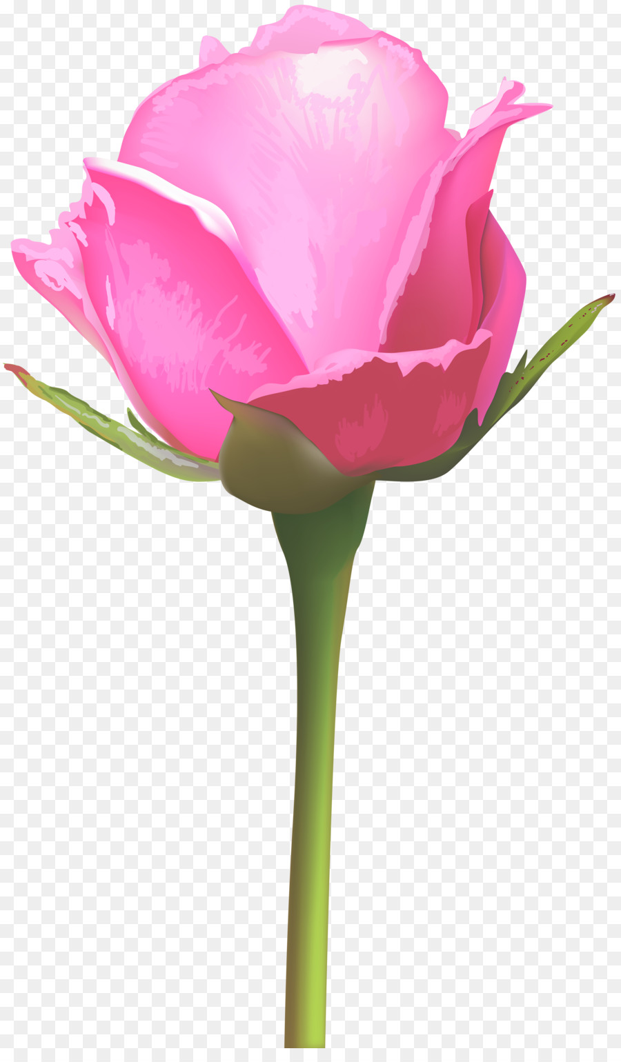 Rosa，Florescer PNG