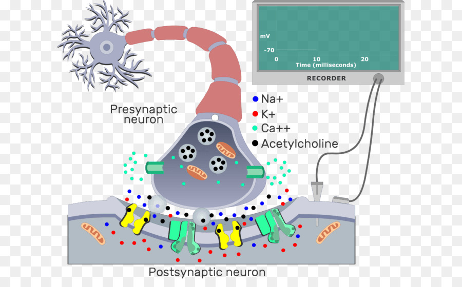 Diagrama De Sinapse，Neurônio PNG