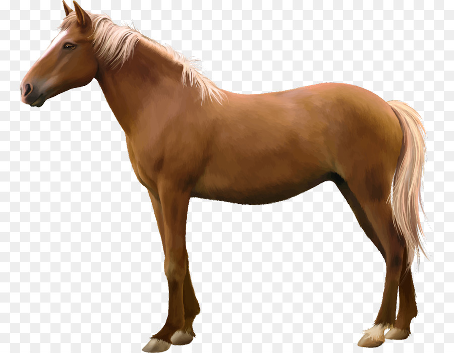 Cavalo，Equino PNG