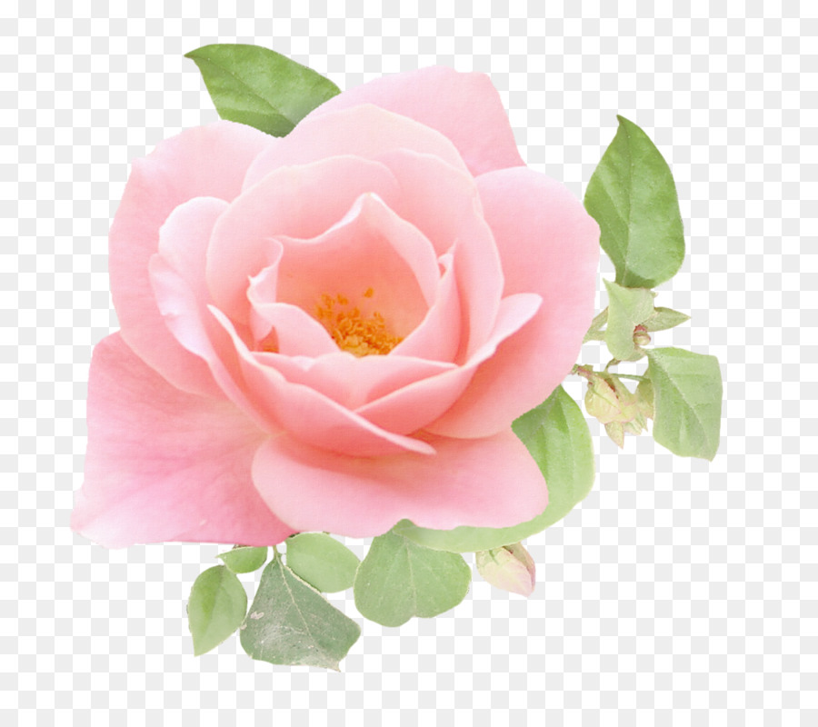 Flor Rosa，Tronco PNG