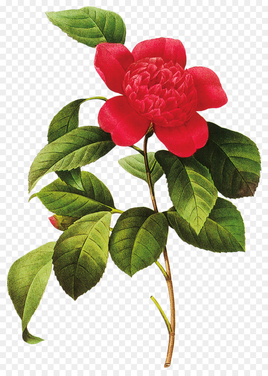 Flor Rosa，Flor PNG