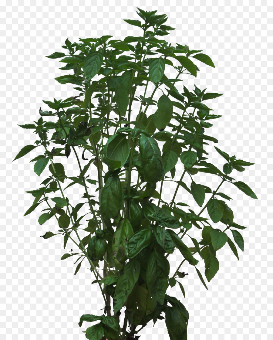Arbusto，Plantas PNG