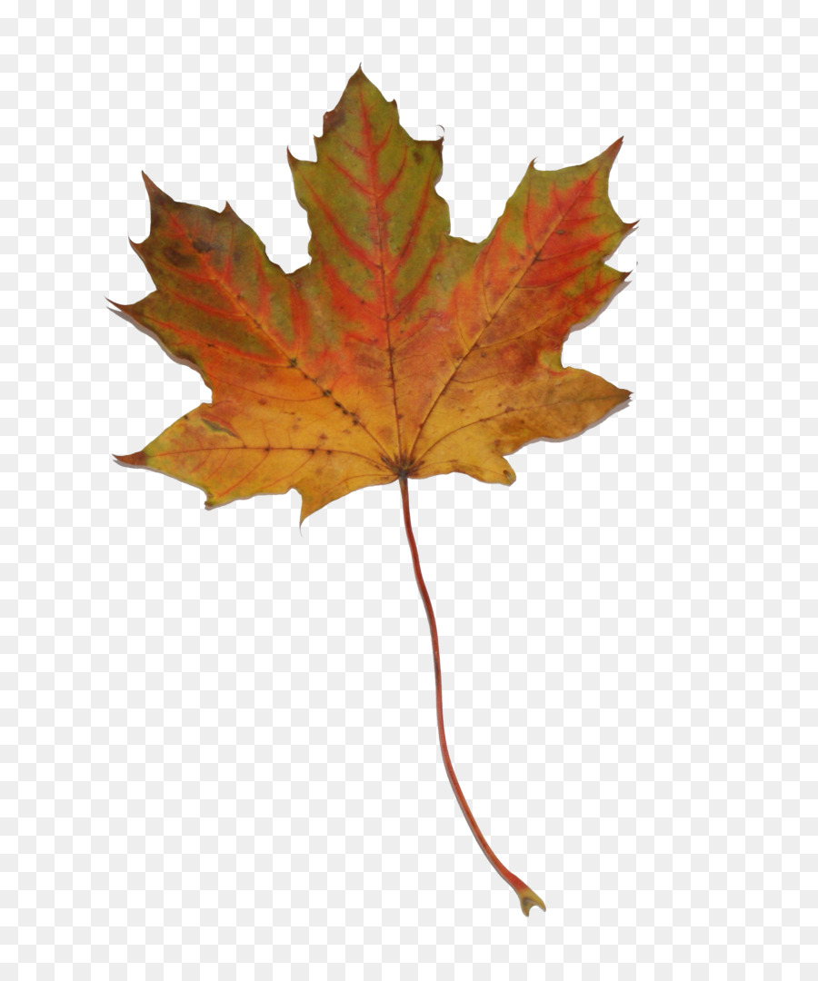 Maple Leaf，Fotografia De Stock PNG
