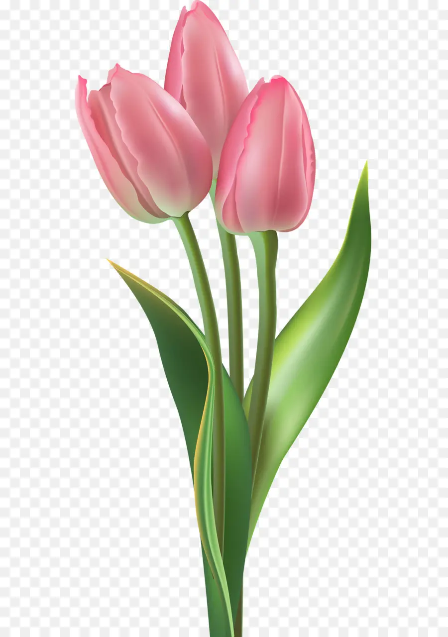 Tulip，Flor PNG