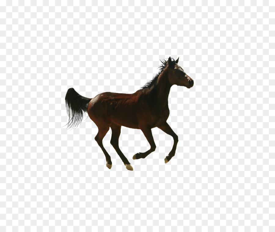 Potro，Cavalo PNG