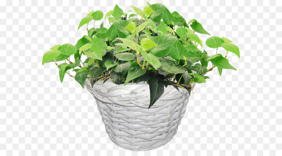 Flowerpot，árvore PNG