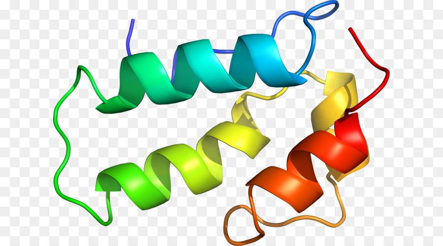 Estrutura Proteica，Biologia PNG